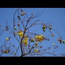 … an einem blattlosen Baum